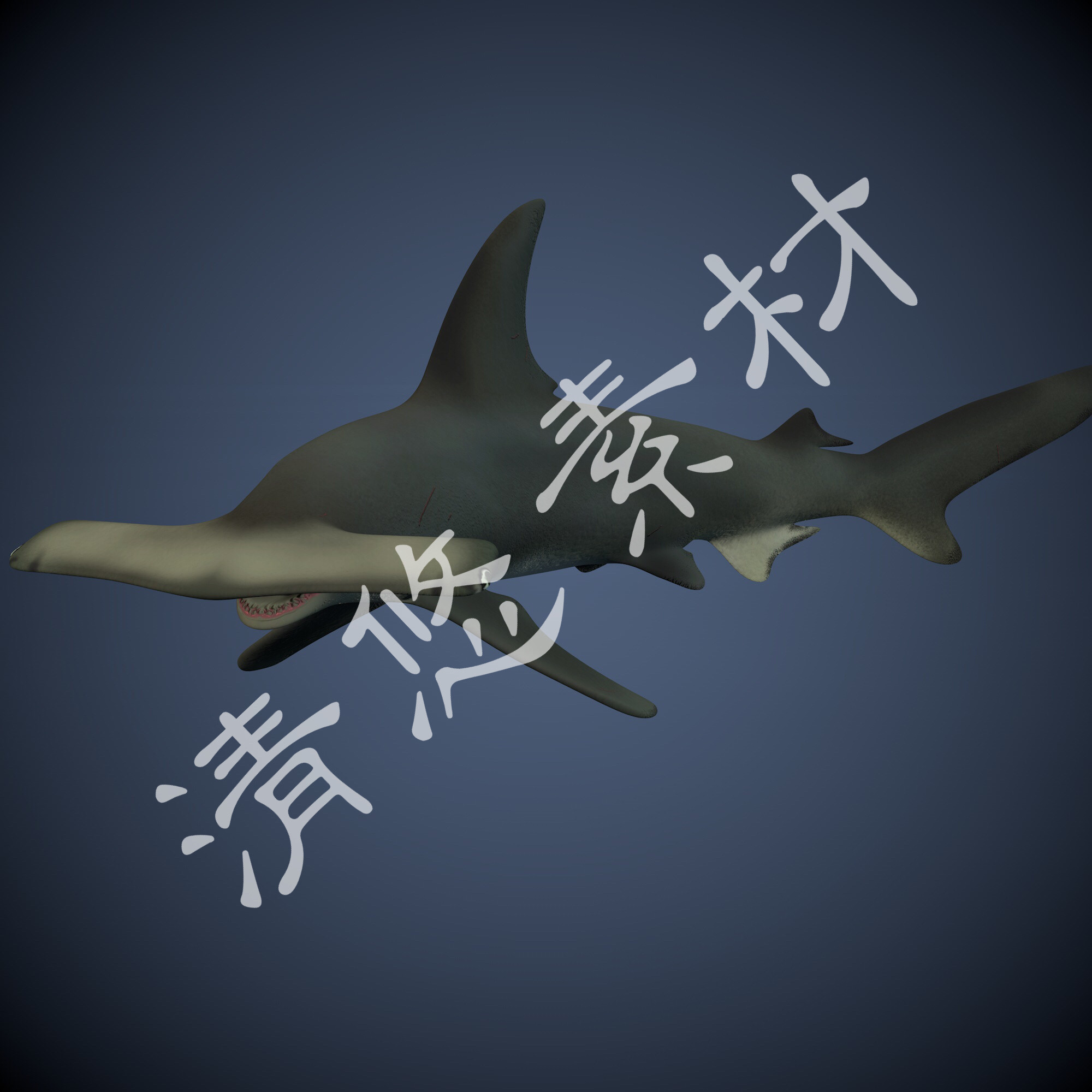 3d海洋动物模型锤头鲨c4d fbx格式文件骨骼绑定 非实物577