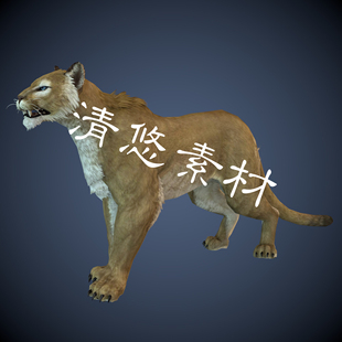 野生四足动物雌性狮子c4d 模型骨骼绑定带动作模型动物A96 fbx格式