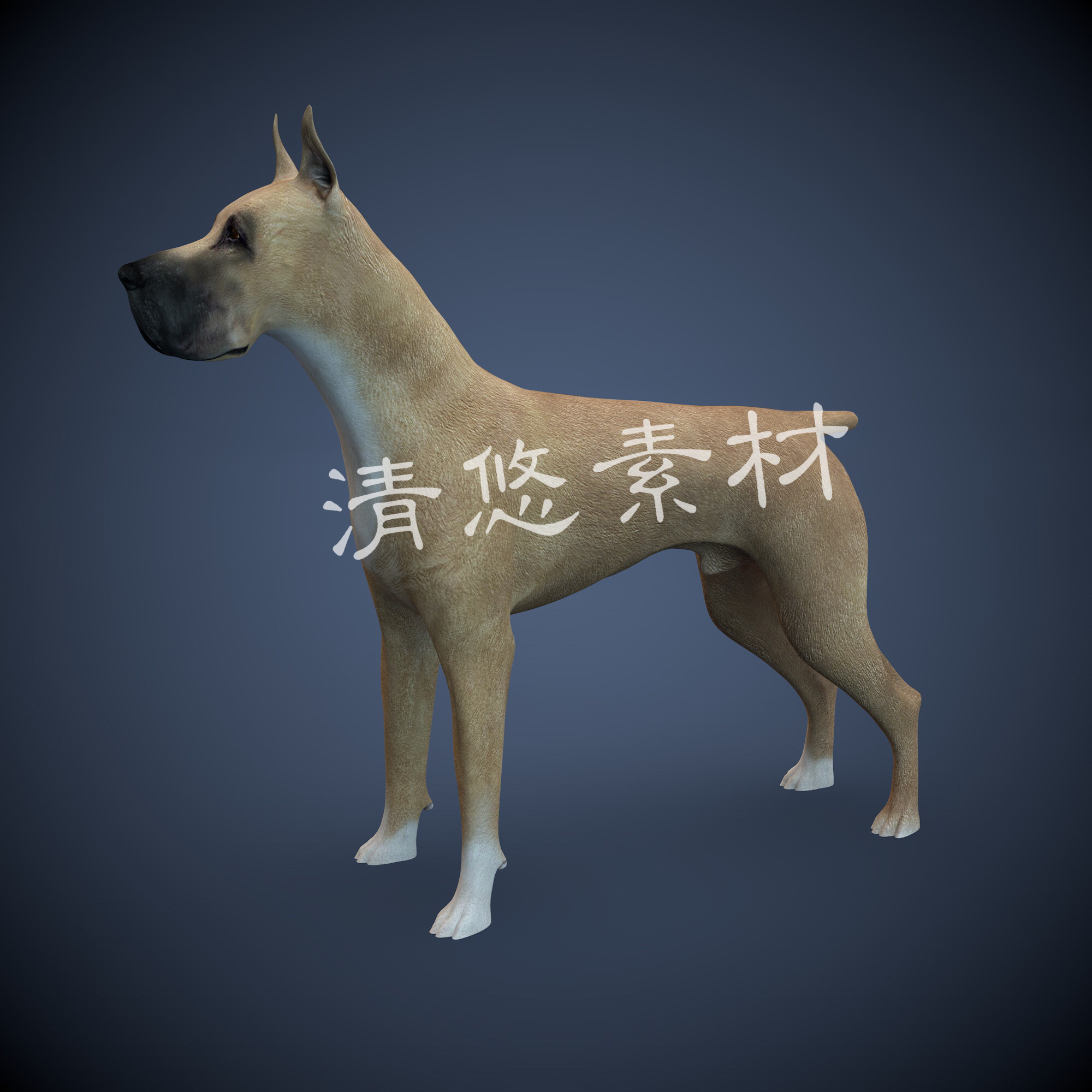 c4d小狗模型德国拳师犬动物写实宠物狗骨骼绑定fbx格式 非实物682
