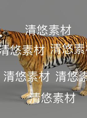 野生动物3d文件 c4d fbx格式骨骼绑带动作老虎动物 非实物E242
