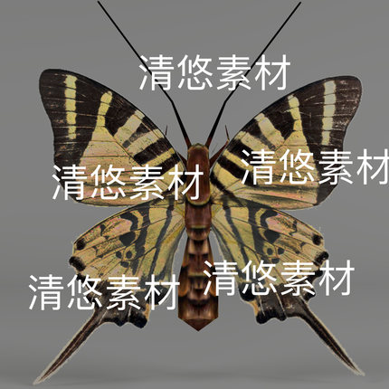 简模c4d fbx格式骨骼绑定蝴蝶昆虫动作绿凤蝶动物文件 非实物D476