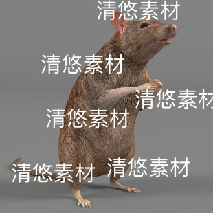 60个动作 fbx格式 骨骼绑定老鼠耗子动物模型文件 非实物D477 c4d