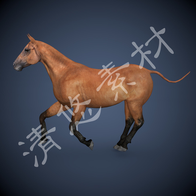 C4D 3DMAX模型马食草脊椎哺乳动物模型骨骼绑定带动画fbx格式029