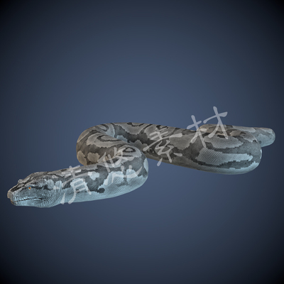 爬行动物长虫c4d fbx格式蟒蛇王蛇蟒模型骨骼绑定动作 非实物940