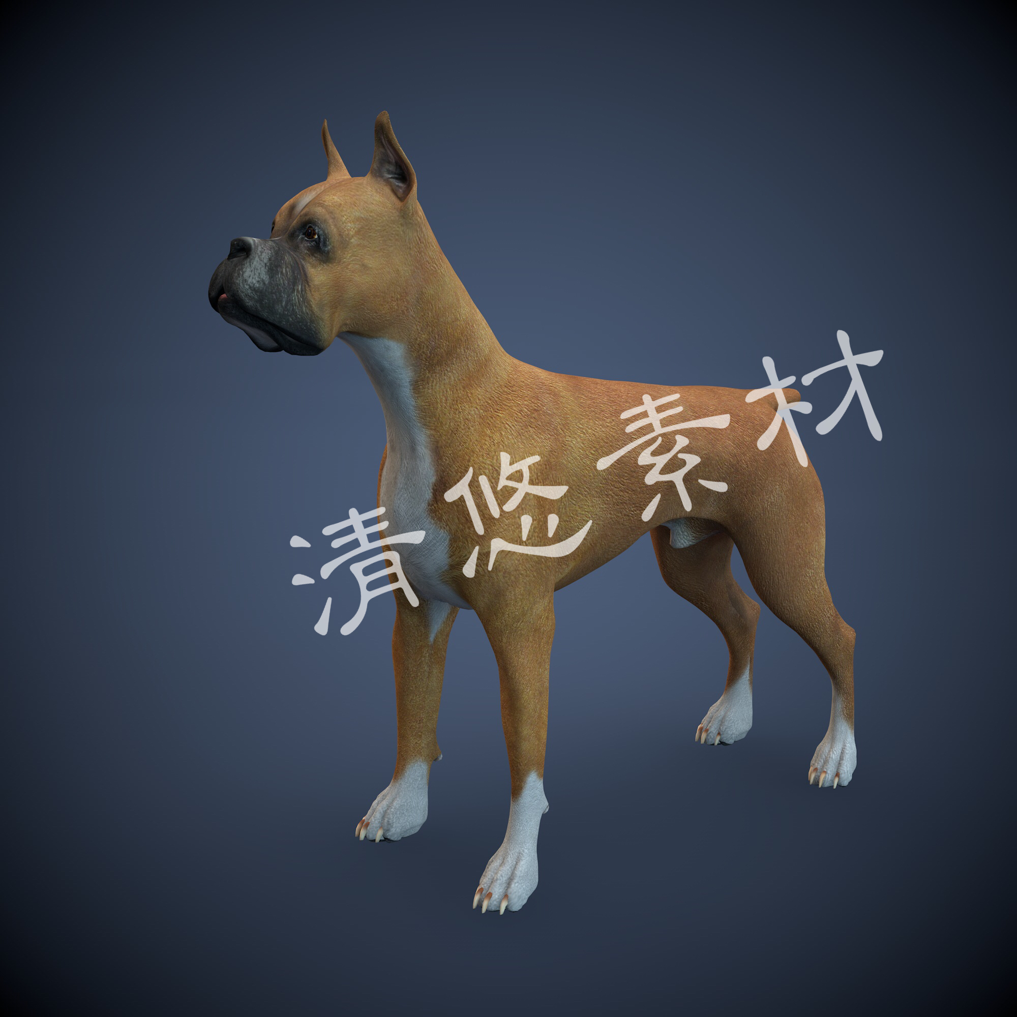 德国拳师犬3dmax c4d小狗模型动物写实宠物狗骨骼绑定fbx格式 678