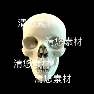 c4d obj格式 人体骨骼骷髅头牙齿下颚骨头文件 非实物D625 fbx