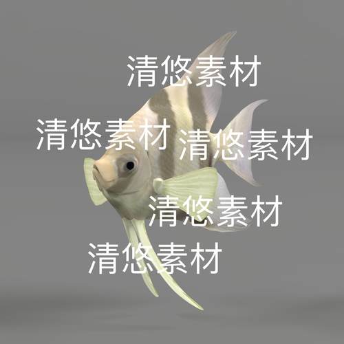 c4d fbx格式3D模型 天使鱼 骨骼绑定动作文件 非实物E313