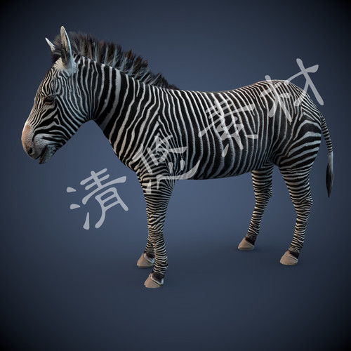 马科野生四足动物模型 c4d斑马 骨骼绑定动画fbx格式222