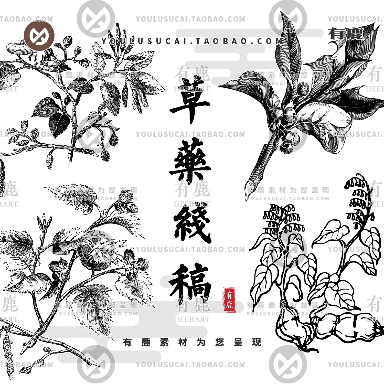 手绘中药材植物线稿插画插图片白描草本草药png矢量包装设计素材