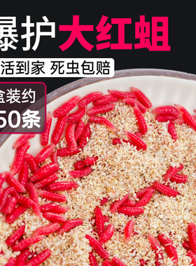 红虫活红蛆虫钓鱼活饵活虫鱼饵野钓鲫鱼饵溪流石斑鱼马口白条大号