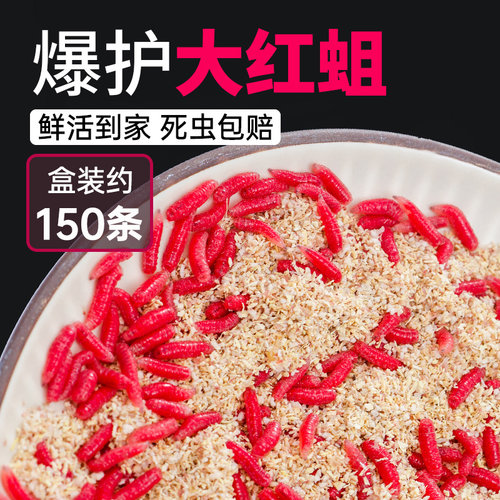 红虫活红蛆虫钓鱼活饵活虫鱼饵