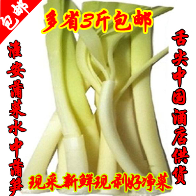 现剥蒲菜新鲜时令野菜淮安蒲儿菜