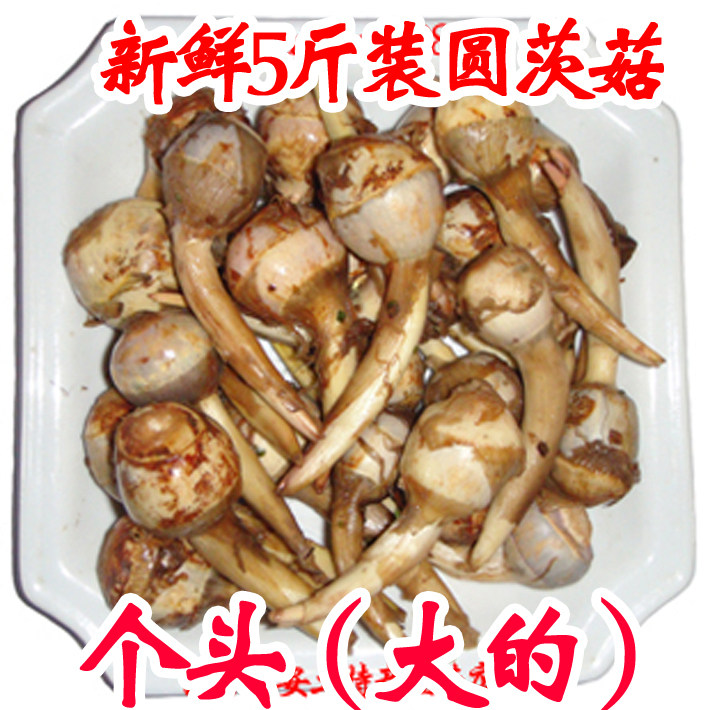 下市了茨菇新鲜蔬菜淮安圆茨菇芽菇白马蹄慈菇2500g(大的)