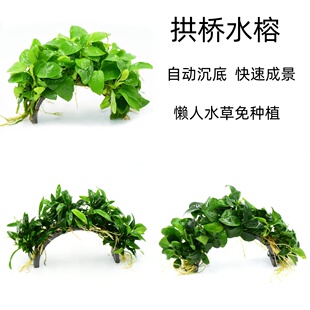 迷你水榕拱桥新手懒人鱼缸造景无需种植阴性淡水好养水草植物
