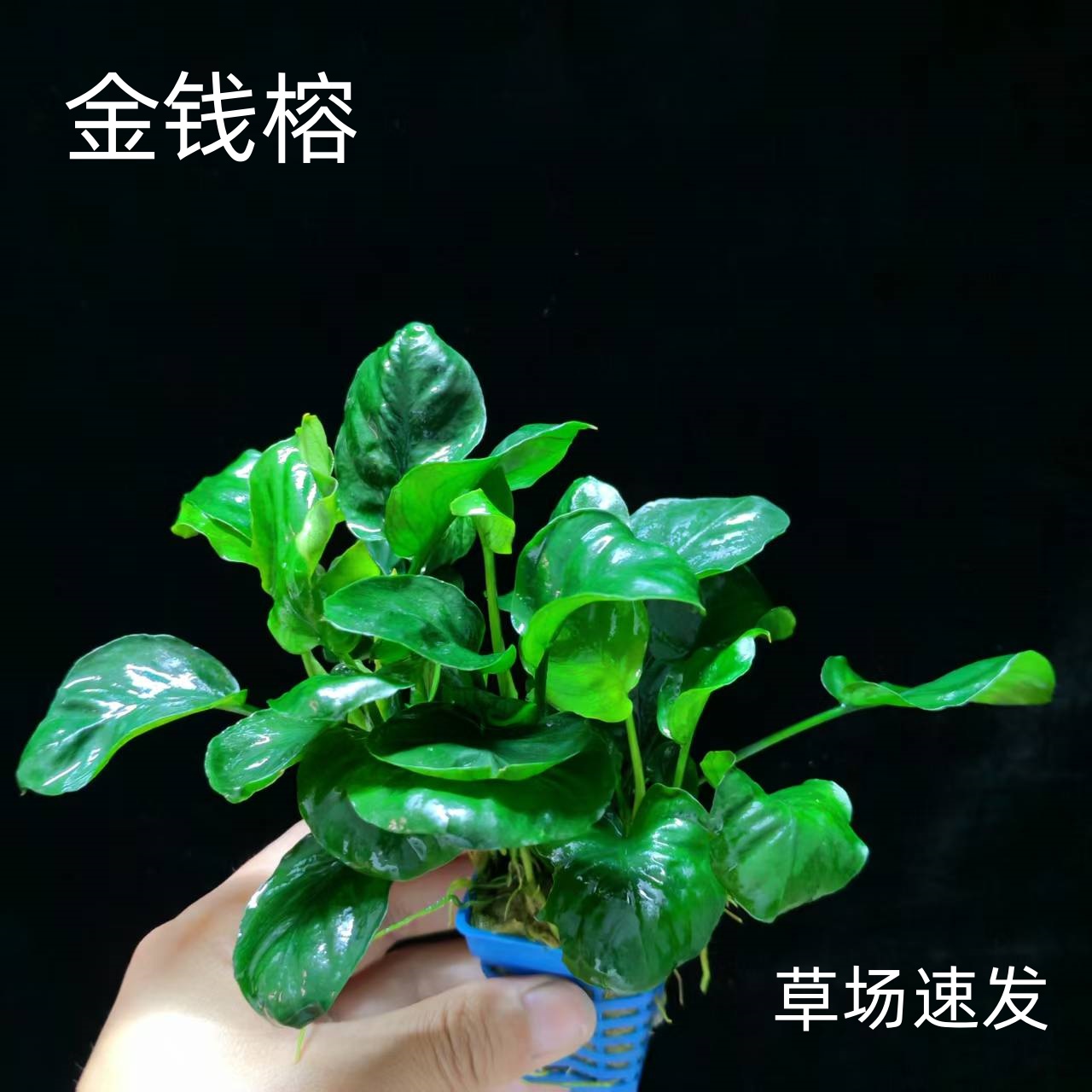 金钱榕水榕鱼缸沉木造景植物