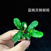 蓝精灵幽灵辣椒榕鱼缸草缸石头沉木造景阴性水草植物红色易发色