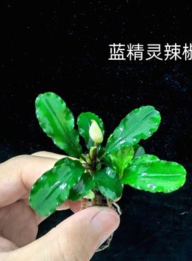 辣椒榕鱼缸石头沉木造景易发色
