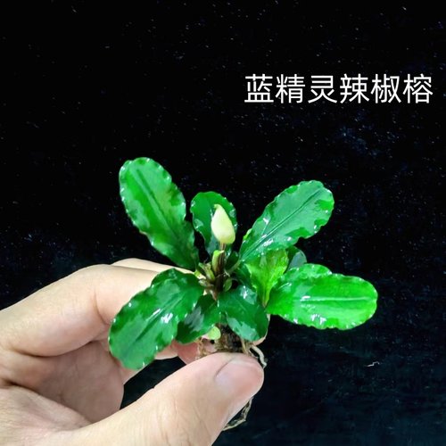 辣椒榕鱼缸石头沉木造景易发色