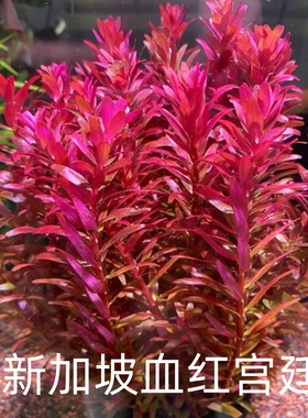 新加坡血红宫廷鱼缸造景植物荷兰景红色水草后景淡水好养活水下叶