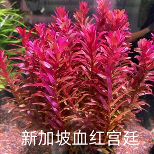 新加坡血红宫廷鱼缸造景植物荷兰景红色水草后景淡水好养活水下叶