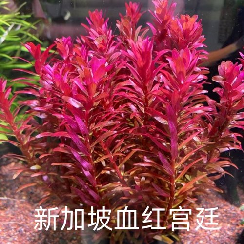 新加坡血红宫廷水草鱼缸造景植物