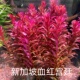 新加坡血红宫廷鱼缸造景植物荷兰景红色水草后景淡水好养活水下叶