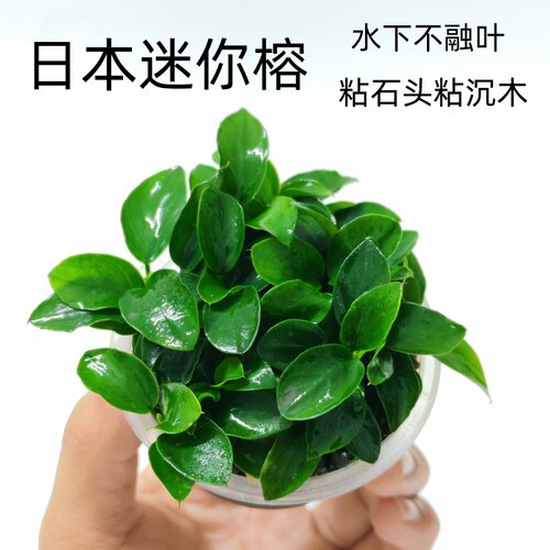 日本迷你小榕鱼缸造景好养水草