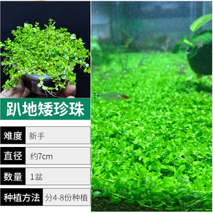 爬地矮珍珠前景水草植物日本爬地水下叶鱼缸造景水培无菌阴性真草