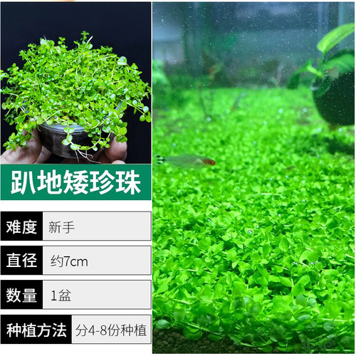 爬地矮珍珠水草植物无菌阴性真草
