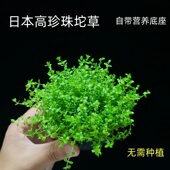 日本高珍珠坨草鱼缸新手懒人阴性造景水草净水增氧淡水好养植物