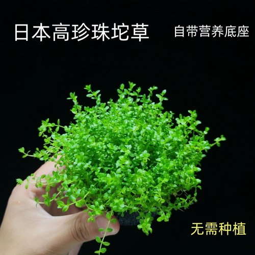 日本高珍珠坨草鱼缸新手懒人阴性造景水草净水增氧淡水好养植物
