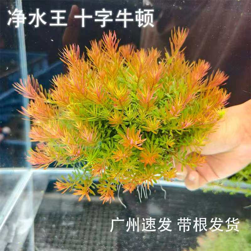 十字牛顿坨草新手养鱼净化水质水草鱼缸造景增氧懒人淡水阴性植物