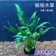 椒榕水草鱼缸造景植物真草新手入门懒人阴性好养易活净水增氧坨草