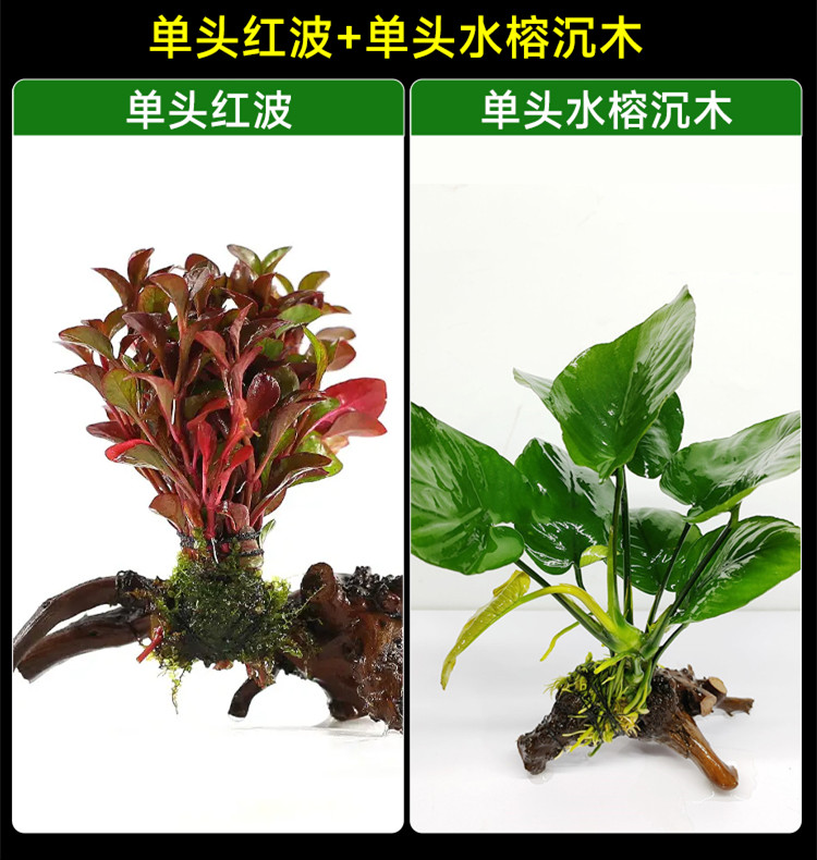 水榕水草植物鱼缸造景沉木带水草溶定植大水榕迷你幽灵辣椒榕阴性-封面