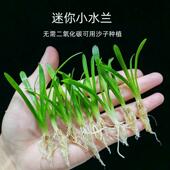 迷你小水兰新手好养前景阴性水草淡水南美溪流古法鱼缸造景装 饰草