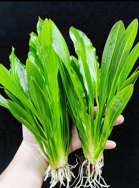 大叶九水草绿九冠真草懒人水生植物阴性草鱼缸造景新手古法养鱼草