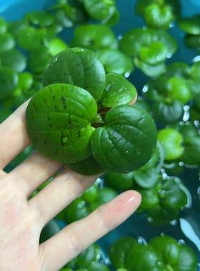 圆心萍浮萍净化水质水培绿植庭院办公室鱼虾龟缸造景增氧漂浮水草