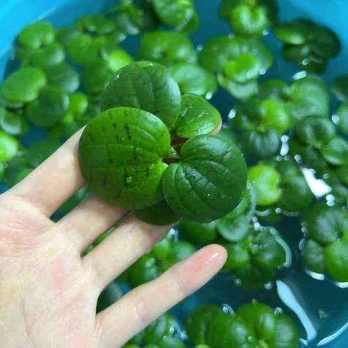 水草圆心浮萍净化水草龟缸庭院