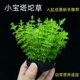 小宝塔坨草鱼缸造景植物真草新手懒人好养阴性后景净水增氧水草