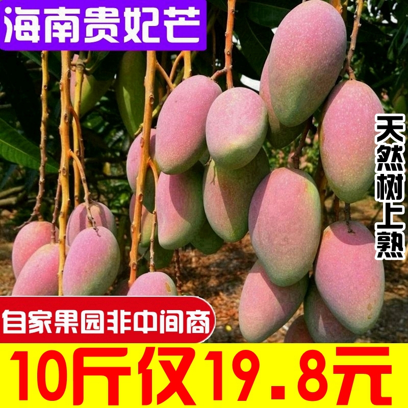 鲜回家海南贵妃芒果整箱10斤当季热带红金龙辣椒芒树上熟新鲜水果