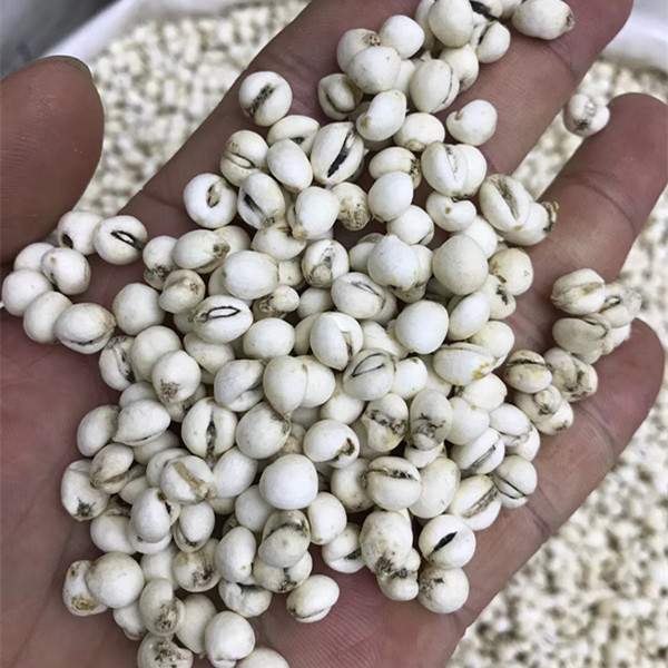 川贝母 四川松贝 川贝尖贝 中药材粉 珍珠贝 米贝500g克195元