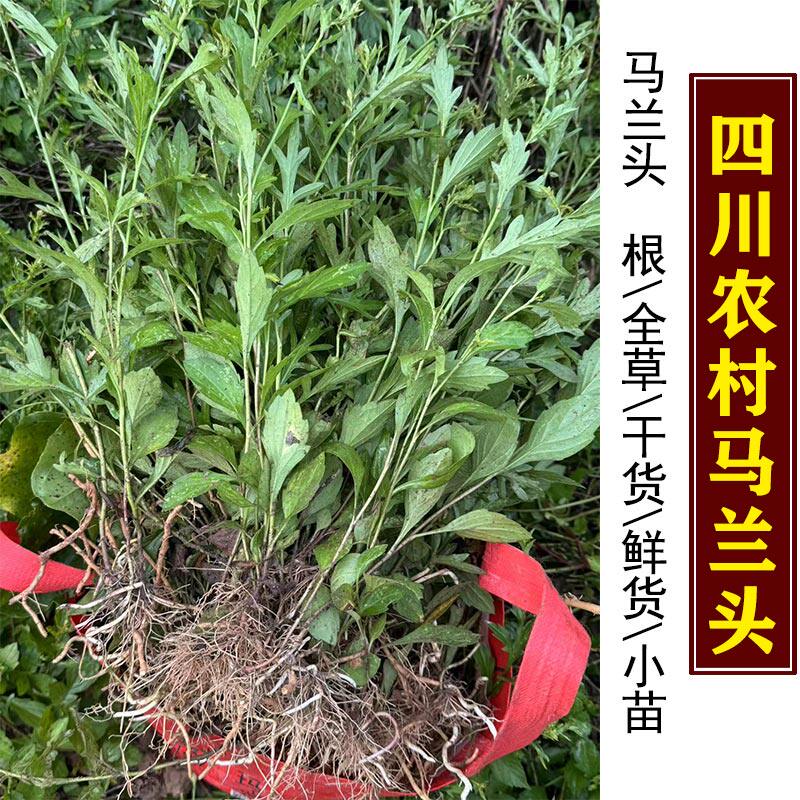 马兰头根路边菊苗鱼鳅串泥鳅菜红梗菜中药材新鲜干货四川农村天然