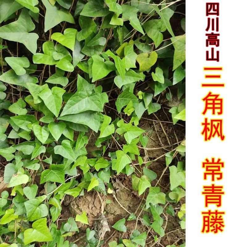 三角枫药材 新鲜干货常青藤中草药 三角风藤本高山上树常春藤洗澡