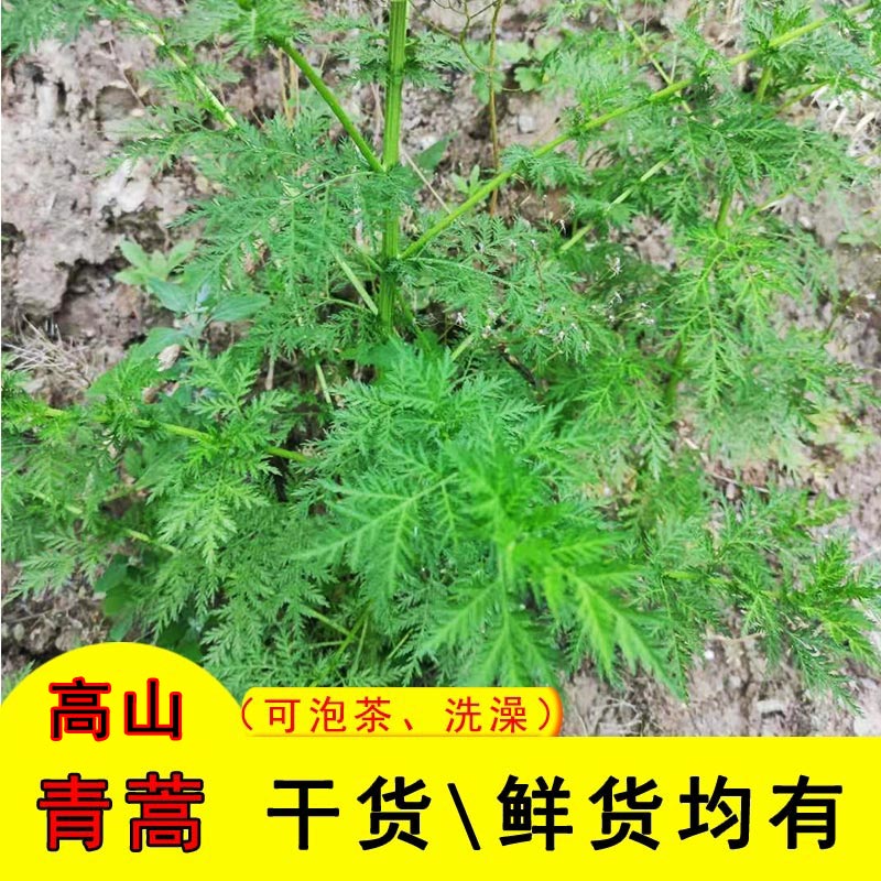 高山青蒿农村清热中草药500克新鲜苦蒿黄花蒿干货泡茶小孩洗澡