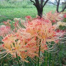 稀有霞色石蒜花条纹彼岸花球根多年生曼珠沙华国产红花秋季花种子