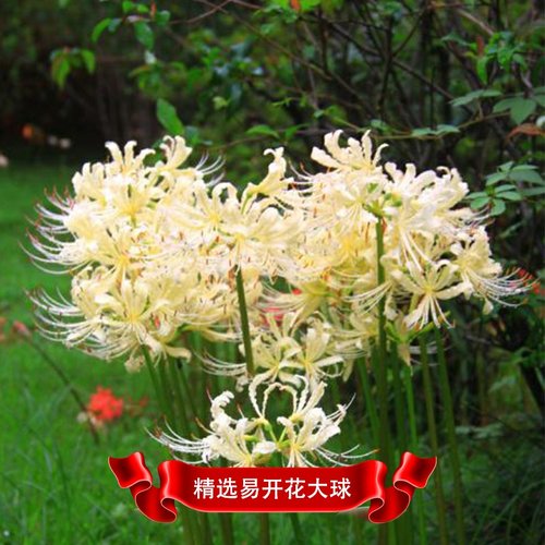 彼岸花球根素材模板 彼岸花球根图片下载 小麦优选