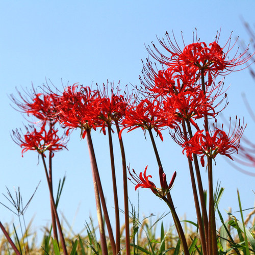 彼岸花种球曼珠沙华国产花点时间
