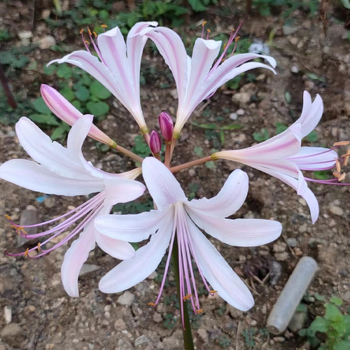 秋季石蒜精选球根彼岸花