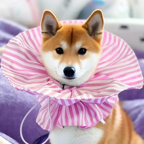 巴朗猫咪伊丽莎白圈带抽绳可调节绝育项圈驱虫耻辱保护圈猫脖圈
