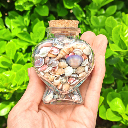 许愿瓶天然迷你海螺贝壳diy材料